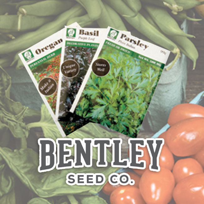 Bentley Seeds Bentley Seeds