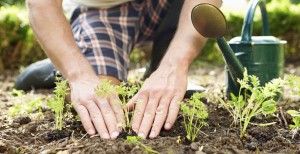 Read the article: Calling All Green Thumbs! Let’s Get This Garden Started