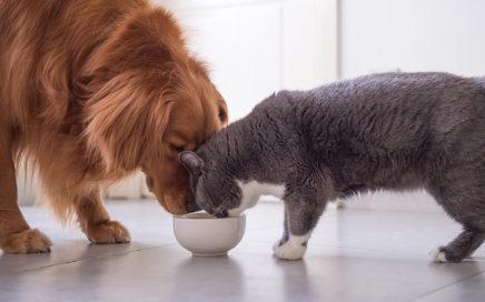 Switching Pet Foods 101