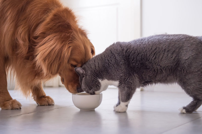 Switching Pet Foods 101
