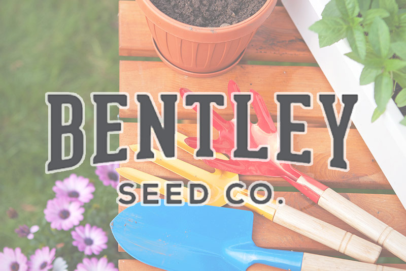 Bentley Seeds Bentley Seeds