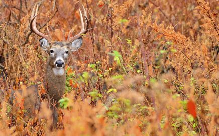 Hunting and Fishing Supplies at GNH