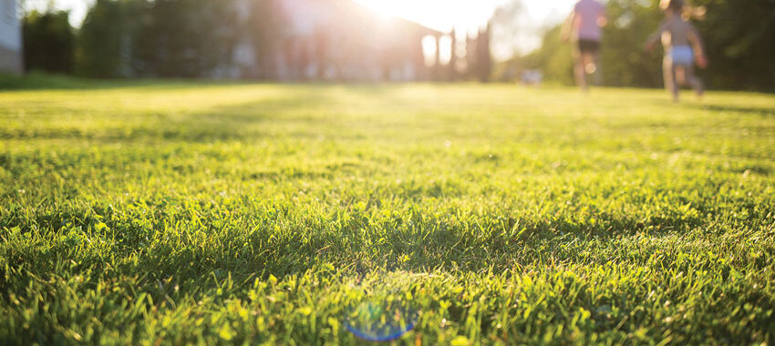 3 Summer Lawn Care Tips from Scotts